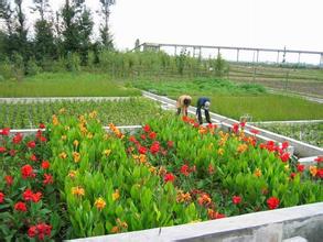 水處理技術(shù)-人工濕地生物凈化技術(shù) 水處理技術(shù)-人工濕地生物凈化技術(shù)